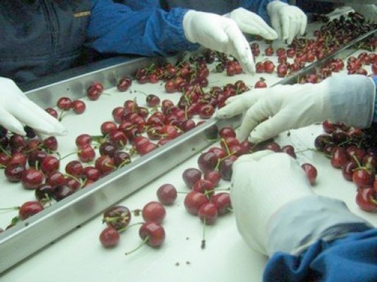 România exportă mii de tone de cireşe în Rusia
